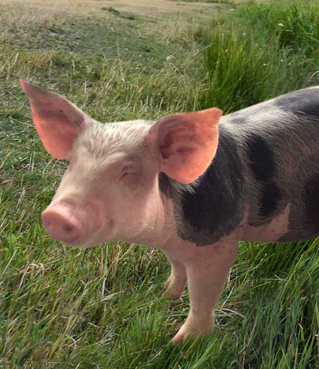 cerdito-fuzion2